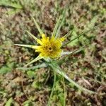 Tragopogon dubius flower picture by figliodellabarba (cc-by-sa)