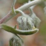 Artemisia umbelliformis fruit picture by Yoan MARTIN (cc-by-sa)