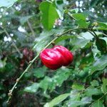 Picramnia gardneri fruit picture by Renato Lima (cc-by-nc-sa)