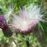 Cirsium tuberosum fruit picture by Francois Mansour (cc-by-sa)