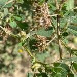 Medicago littoralis fruit picture by Ruiz Juanan (cc-by-sa)