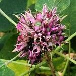 Clerodendrum bungei fruit picture by Dieter Albrecht (cc-by-sa)