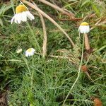 Tripleurospermum maritimum habit picture by Jean-Marie (cc-by-sa)