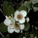 Eucryphia cordifolia flower picture by Daniel Barthelemy (cc-by-nc)