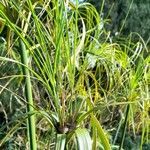 Cyperus giganteus leaf picture by Trap Hers (cc-by-sa)