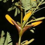 Vachellia collinsii flower picture by Nelson Zamora Villalobos (cc-by-nc)