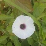 Ipomoea trifida flower picture by Oyuela Olvin (cc-by-sa)