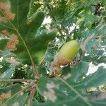 Quercus pyrenaica fruit picture by Fondo Natural asociación (cc-by-sa)