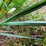 Carex elongata leaf picture by Andrzej Konstantynowicz (cc-by-sa)