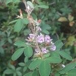 Lespedeza virginica flower picture by Deedra Alexander (cc-by-sa)