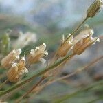 Minuartia recurva fruit picture by Sylvain Piry (cc-by-sa)