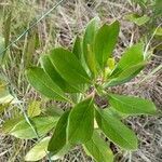 Baccharis macrantha leaf picture by Mauricio Durán León (cc-by-sa)