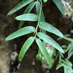 Luzuriaga radicans leaf picture by Daniel Barthelemy (cc-by-nc)