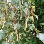 Betula pendula fruit picture by Bernard Aubineau (cc-by-sa)