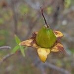 Hypericum lanceolatum fruit picture by Jean-Christophe Lombardo (cc-by-sa)