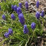 Muscari botryoides habit picture by Jacques Zuber (cc-by-sa)