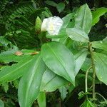 Costus arabicus flower picture by Renato Lima (cc-by-nc-sa)