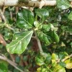 Gardenia volkensii leaf picture by susan brown (cc-by-sa)