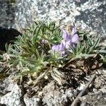 Lupinus conicus habit picture by Fabien Anthelme (cc-by-sa)