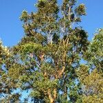 Nothofagus nitida habit picture by Daniel Barthelemy (cc-by-nc)