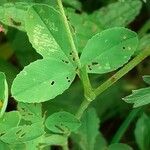 Trifolium aureum leaf picture by Pietro Brignoli (cc-by-sa)