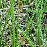 Carex lycurus leaf picture by susan brown (cc-by-sa)