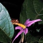 Solanum subinerme flower picture by Daniel Barthelemy (cc-by-nc)