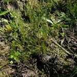 Juncus bufonius habit picture by Pierre LEON (cc-by-sa)