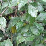 Solanum phoxocarpum leaf picture by Maarten Vanhove (cc-by-sa)