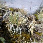 Festuca livida leaf picture by Fabien Anthelme (cc-by-sa)