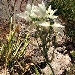 Ornithogalum arabicum flower picture by Aza Zura (cc-by-sa)