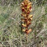 Orobanche gracilis habit picture by Frédérique Berato (cc-by-sa)