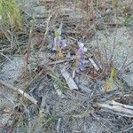 Vicia altissima habit picture by Stefano Lazzaretti (cc-by-sa)