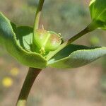 Euphorbia terracina fruit picture by Llandrich anna (cc-by-sa)