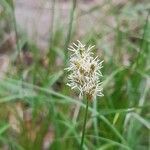 Carex pseudobrizoides flower picture by Kariene Erkelens (cc-by-sa)