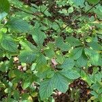 Clethra alnifolia habit picture by guinnevere lowe (cc-by-sa)