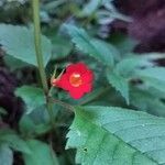 Achimenes heterophylla flower picture by Mauricio León Carreño (cc-by-sa)