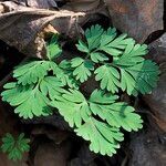 Dicentra cucullaria leaf picture by Maarten Vanhove (cc-by-sa)