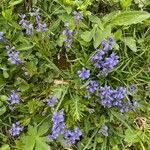 Polygala alpina habit picture by Jacques Zuber (cc-by-sa)