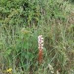 Orobanche crenata habit picture by Sabaté Sant Jordi (cc-by-sa)