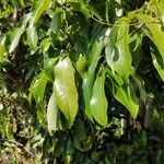 Litchi chinensis leaf picture by Augustin Soulard (cc-by-sa)