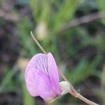 Lathyrus hirsutus flower picture by Javier Pérez Mancha (cc-by-sa)