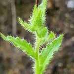 Campanula keniensis leaf picture by susan brown (cc-by-sa)