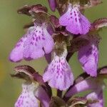 Orchis spitzelii flower picture by Guillaume Labeyrie (cc-by-sa)