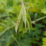 Vicia villosa fruit picture by Marc-alain Bahuchet (cc-by-sa)