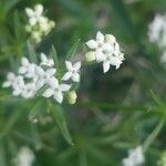 Galium pumilum flower picture by Patrick Jansen (cc-by-sa)