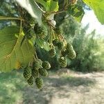 Alnus glutinosa fruit picture by alechi (cc-by-sa)