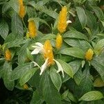 Pachystachys lutea flower picture by Lopez Manuel (cc-by-sa)