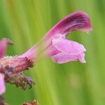 Pedicularis palustris flower picture by Bo Strand (cc-by-sa)