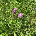 Centaurea jacea habit picture by ecologicalrevolution (cc-by-sa)